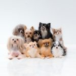 飼っている犬が何故かぷるぷる震える!?その理由と対処法とは!