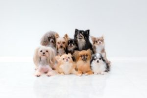 飼っている犬が何故かぷるぷる震える!?その理由と対処法とは!