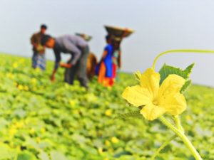 【ネタバレ/感想】有栖川有栖最新作『インド倶楽部の謎』