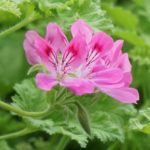 アロマ女子必見!ゼラニウムを使ってみよう。特長と禁忌をご紹介