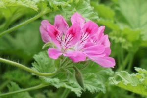 アロマ女子必見！ゼラニウムを使ってみよう。特長と禁忌をご紹介