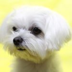 マルチーズのしっぽの動きの解説や、しっぽを噛んでしまう時の対策法を紹介!