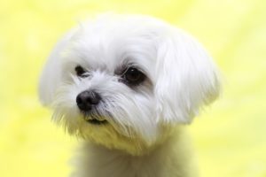 マルチーズのしっぽの動きの解説や、しっぽを噛んでしまう時の対策法を紹介!