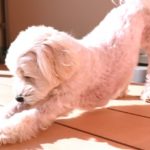 マルチーズの抜け毛が少ない理由と、脱毛症になったときの対処法を紹介!