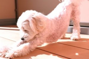 マルチーズの抜け毛が少ない理由と、脱毛症になったときの対処法を紹介!