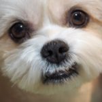 マルチーズの飼い方に必要な基本情報やお手入れ方法、室温管理について解説!