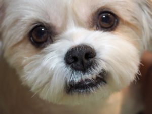 マルチーズの飼い方に必要な基本情報やお手入れ方法、室温管理について解説!