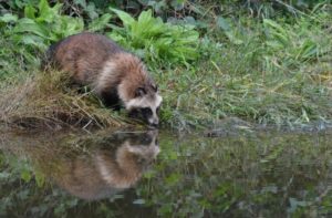 月刊少女野崎くんのマスコットキャラクター!?たぬきについての情報を解説!