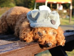 【魔人探偵脳噛ネウロ】夢小説の少ない理由や夢小説内の設定を解説!