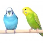 【インコの選び方】セキセイインコ飼育経験者がわかりやすく解説!