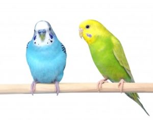 【インコの選び方】セキセイインコ飼育経験者がわかりやすく解説!