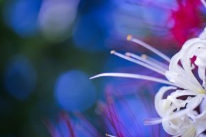 地獄堂霊界通信の原作小説の作者は?気になる作品の詳細やストーリーを紹介!