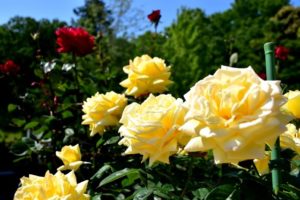 小説・アニメのGOSICK(ゴシック)の主人公・ヴィクトリカは頭脳明晰でツンデレ!?