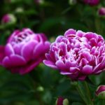 彩雲国物語で人気の二次小説カップリング、夢小説の設定などを紹介!