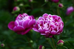 彩雲国物語で人気の二次小説カップリング、夢小説の設定などを紹介!