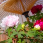 彩雲国物語の最重要キャラで公式夫婦の紅秀麗と紫劉輝を紹介!