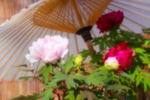 彩雲国物語の最重要キャラで公式夫婦の紅秀麗と紫劉輝を紹介!