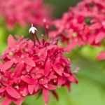 彩雲国物語での秀麗の好敵手、陸清雅が女嫌いになった理由は!?秀麗が好きだった!?